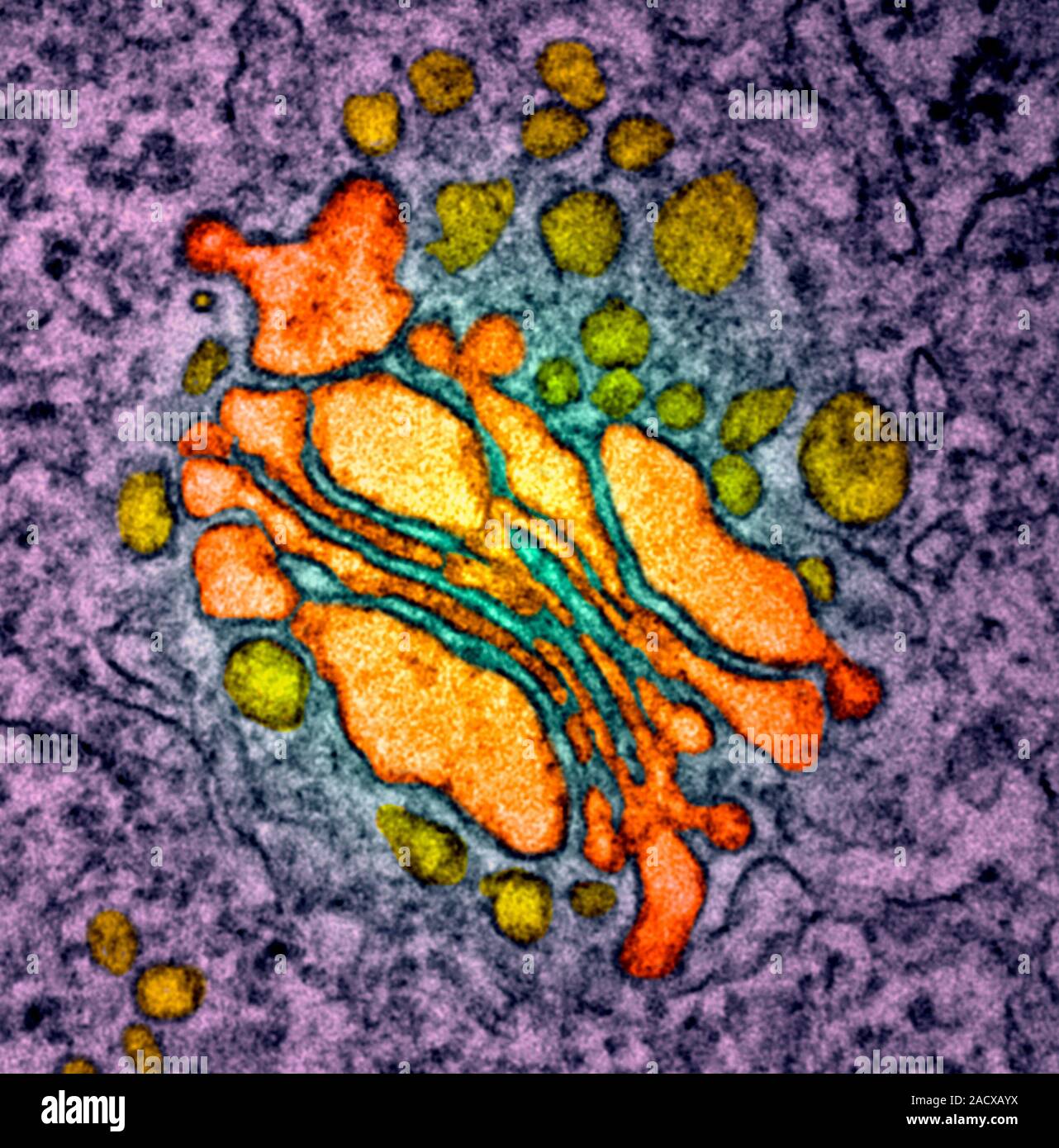 Golgi Electron Microscope