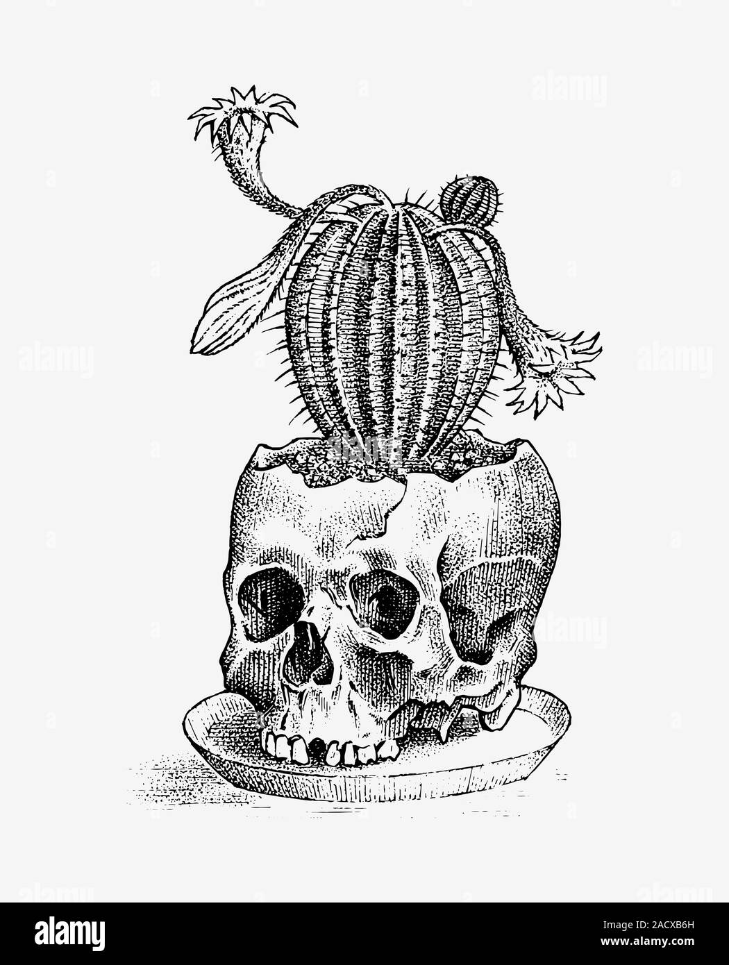 Human skull with cactus. Retro old school sketch for tattoo in vintage  style. Monochrome Symbol. Hand drawn engraved retro badge for t-shirt,  banner Stock Vector Image & Art - Alamy