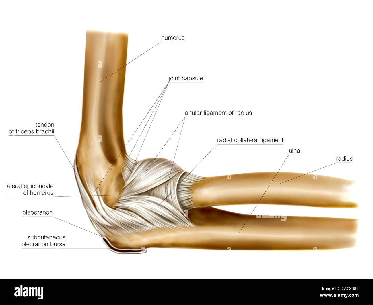 Elbow Anatomy Bones Human Anatomy Diagram Joints