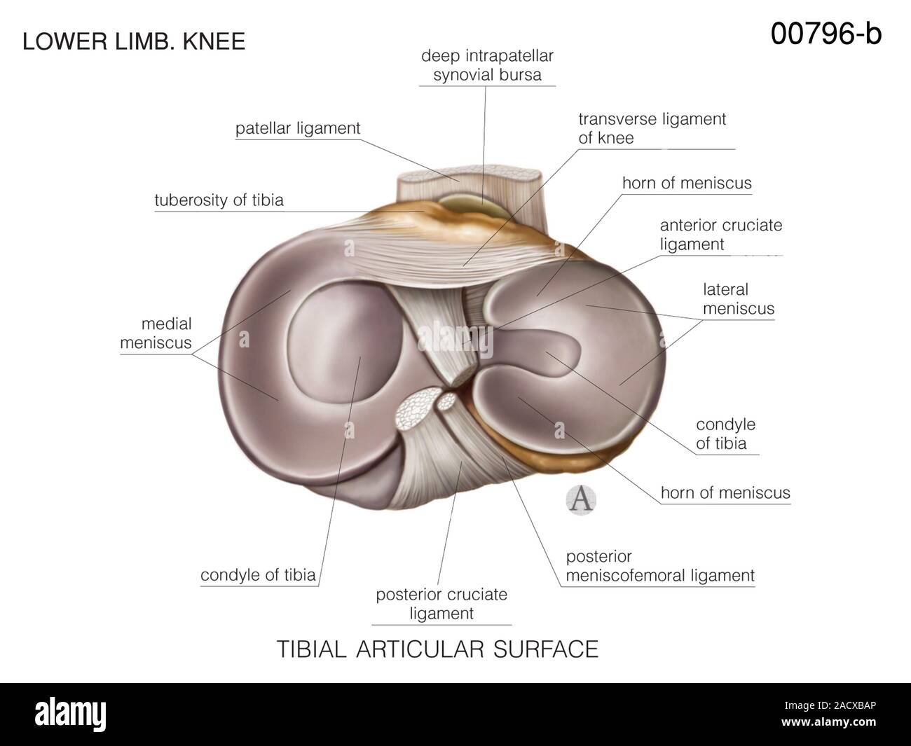 Illustration of the knee joint. Tibial articular surface. This labelled