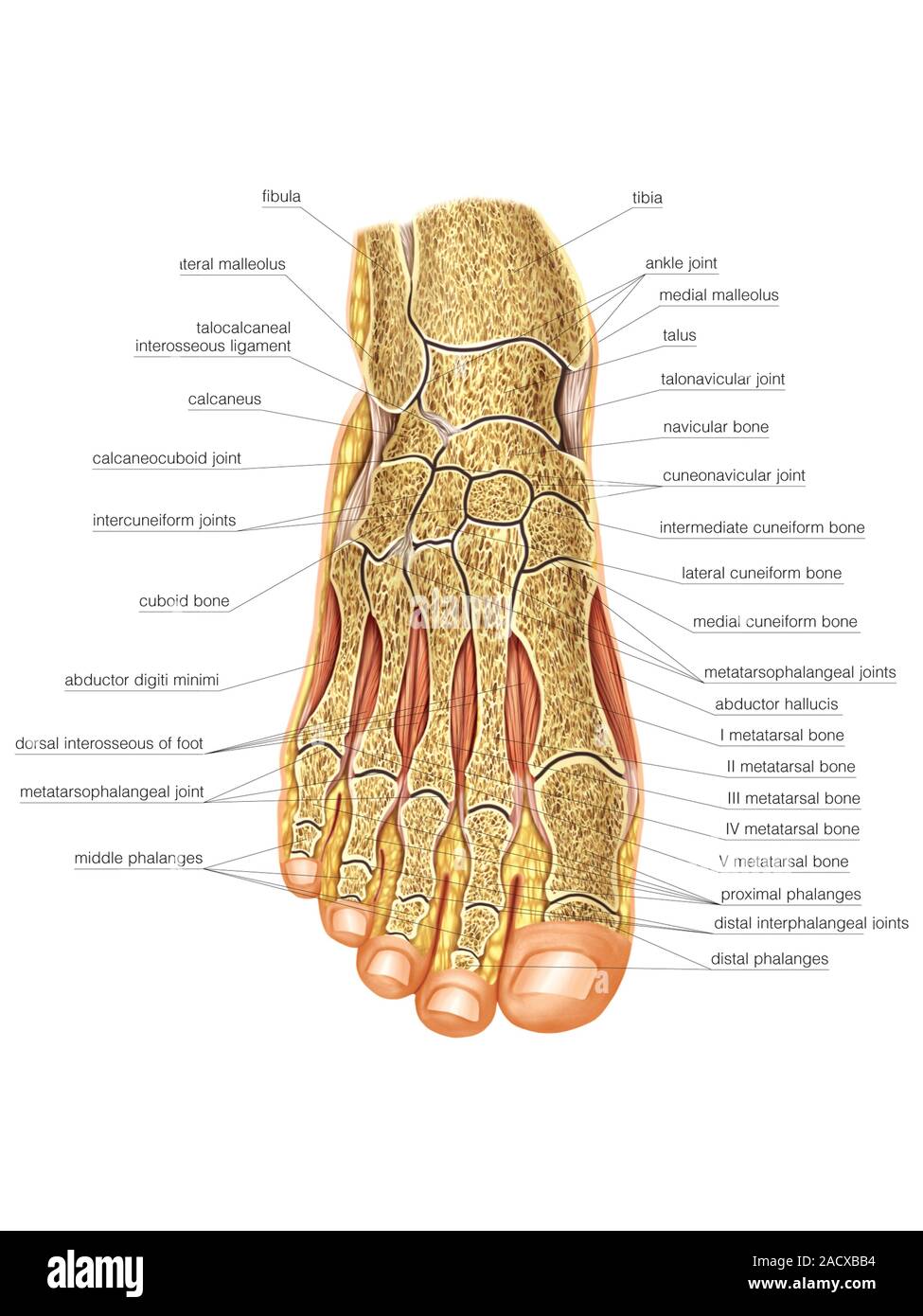 Illustration of the foot joints. This labelled illustration is from ...