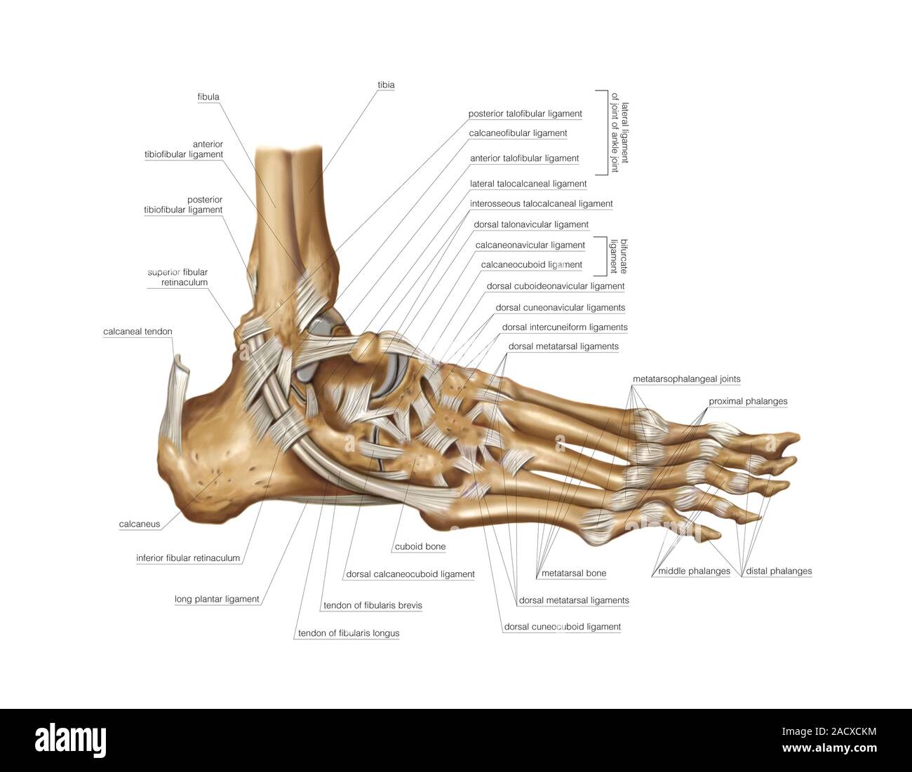 Illustration of the foot joints. This lateral view labelled