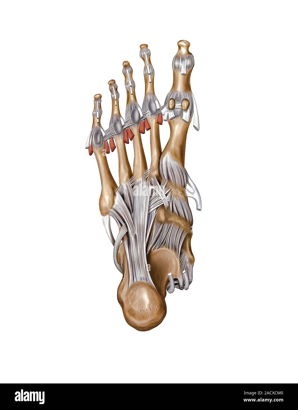 Illustration of the foot joints. This plantar view illustration is from ...