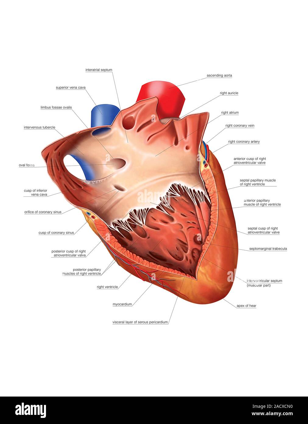 Illustration of the Heart, the rights atrium and ventricle. This ...