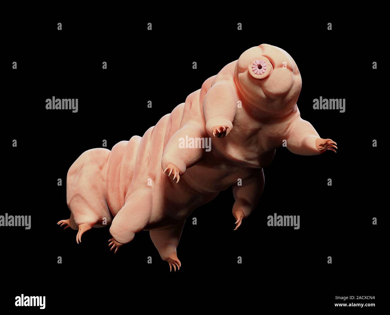 tardigrade, microscopic water bear isolated on black background Stock Photo