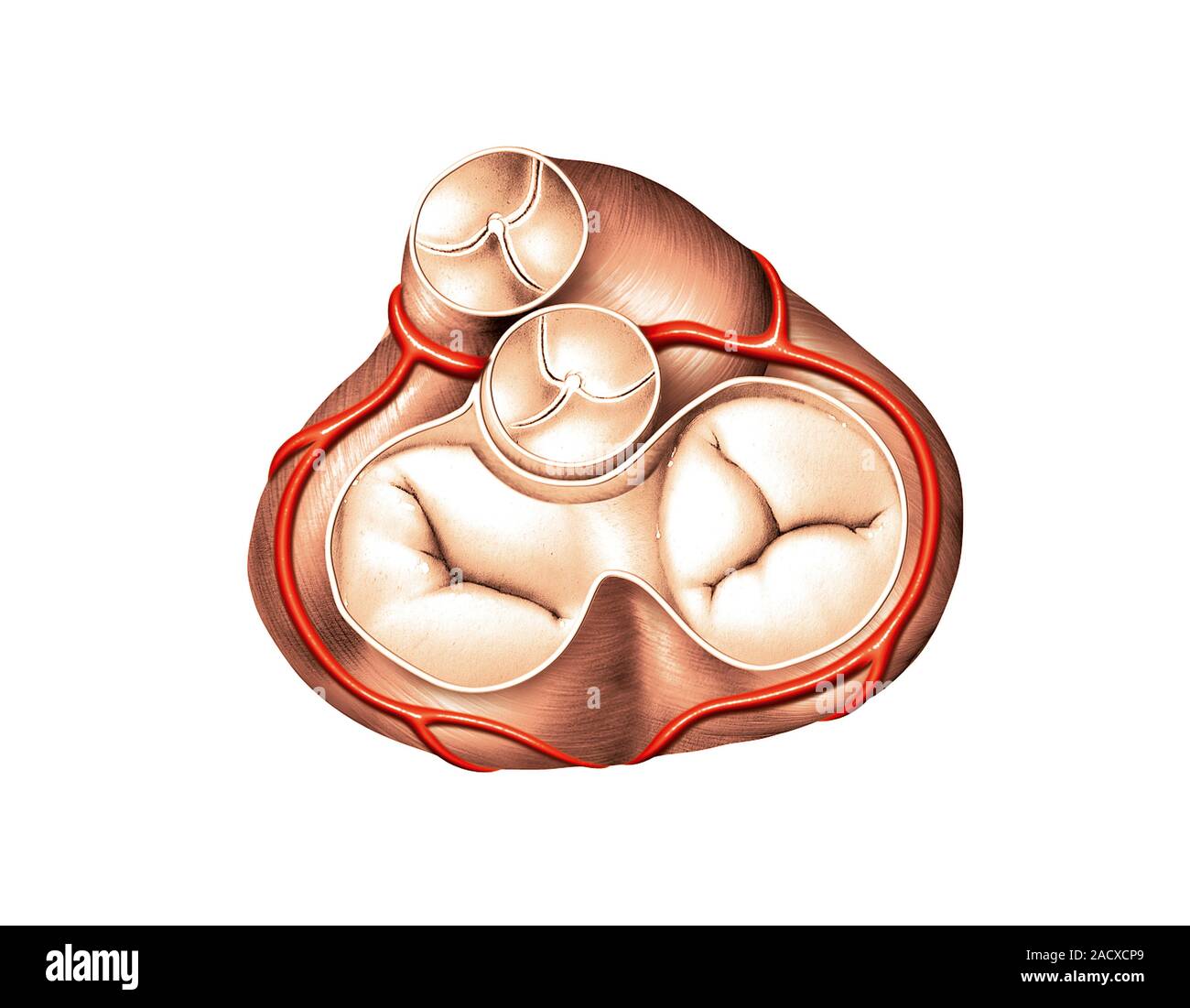 Illustration of the cardiac valves of the heart. This superior view