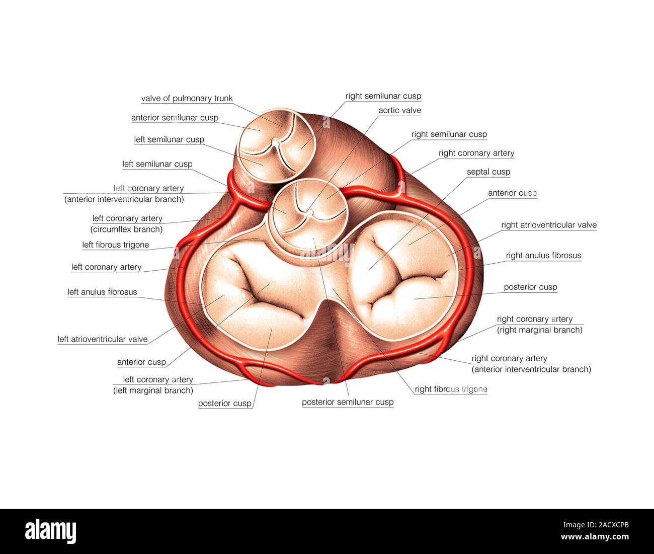 Illustration of the cardiac valves of the heart. This superior view