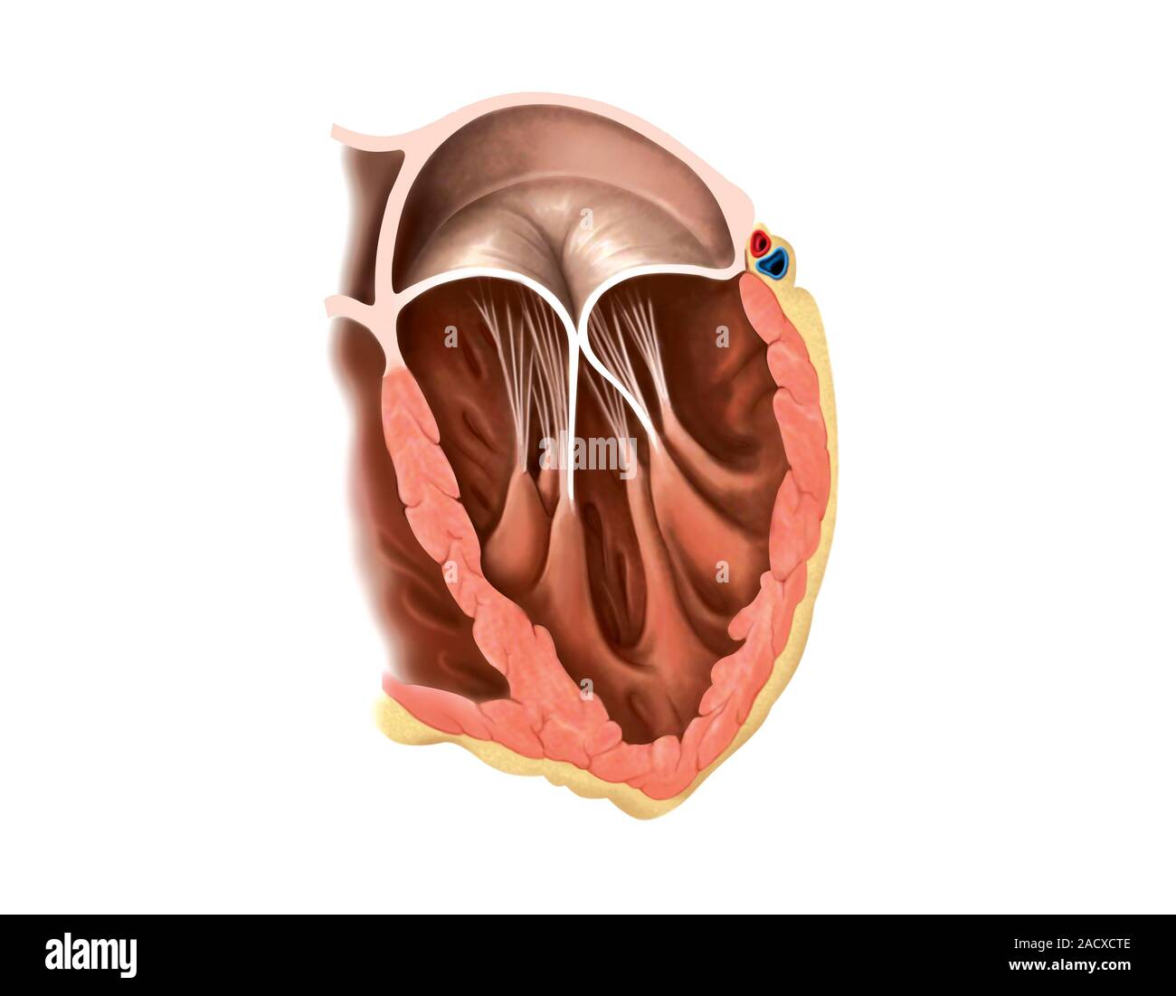 Illustration of the left atrioventricular valve. This view illustration