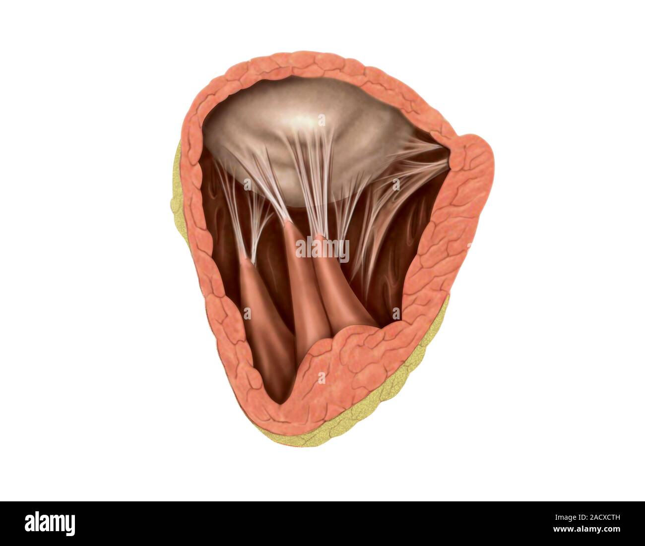 Illustration of the right atrioventricular valve. This view