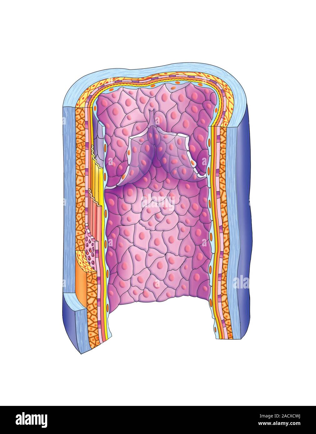 Illustration of vascular anastomosis, vein structure. This view ...