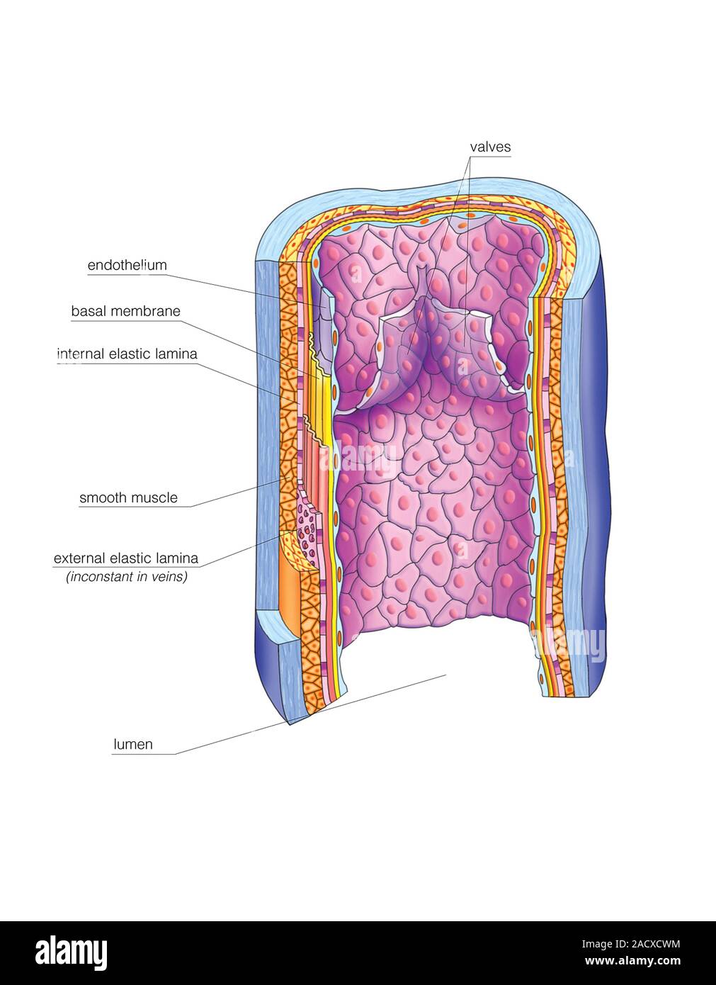 Illustration of vascular anastomosis, vein structure. This view