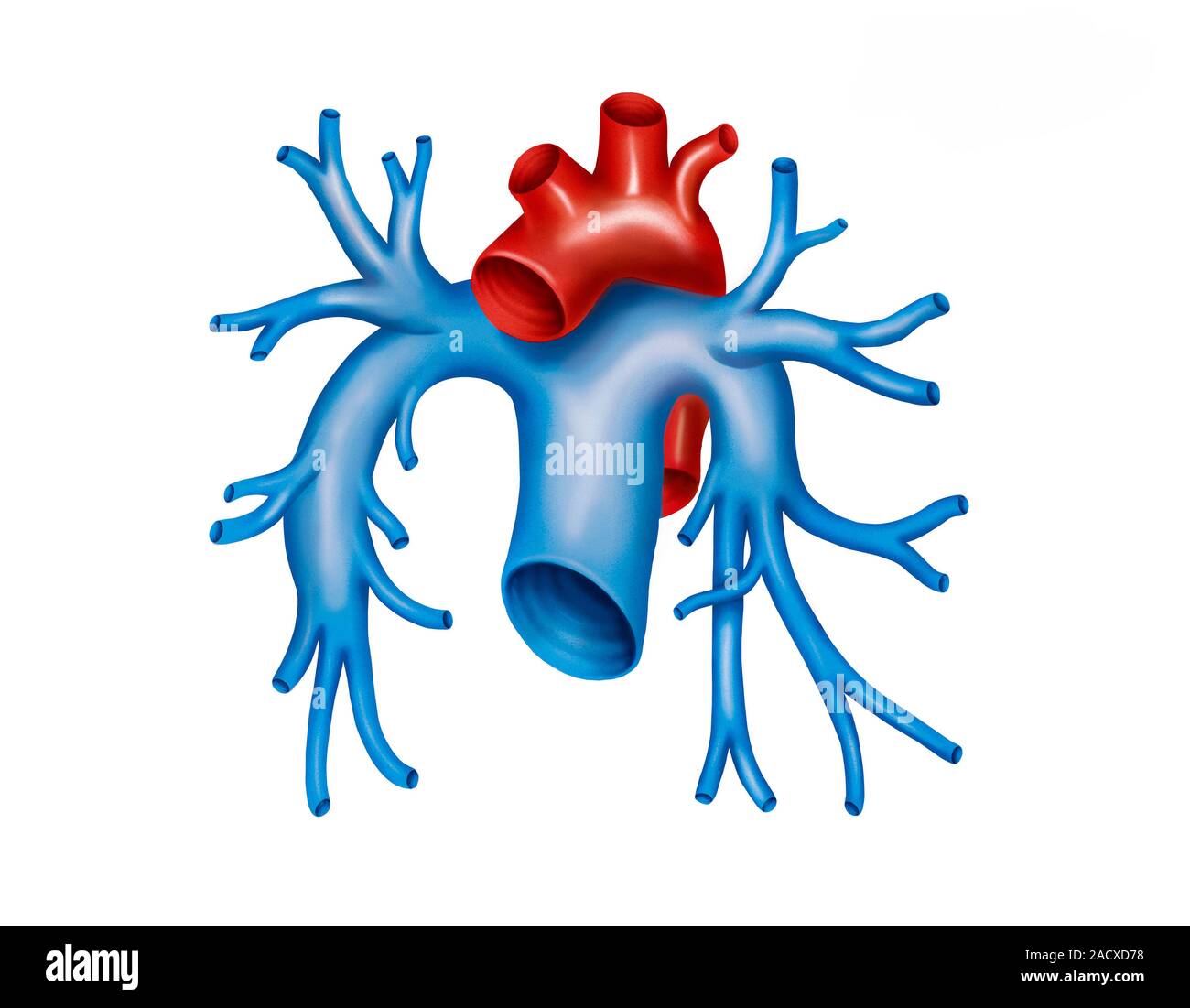 легочные артерии анатомия. легочные артерии анатомия. ветви легочной артерии на кт. ветви правой легочной артерии. легочные артерии анатомия.