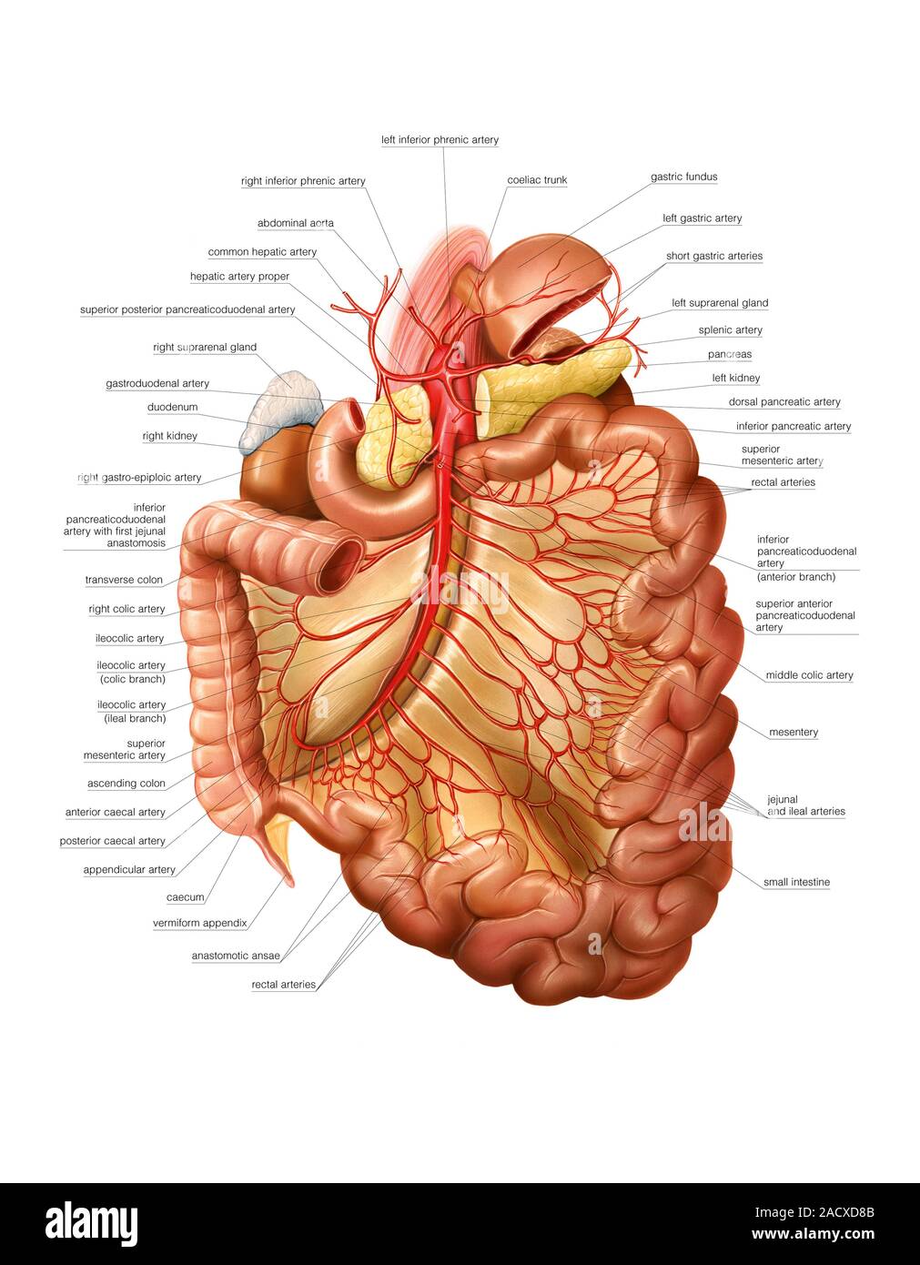 Illustration of the arterial system of large and small intestines. This ...