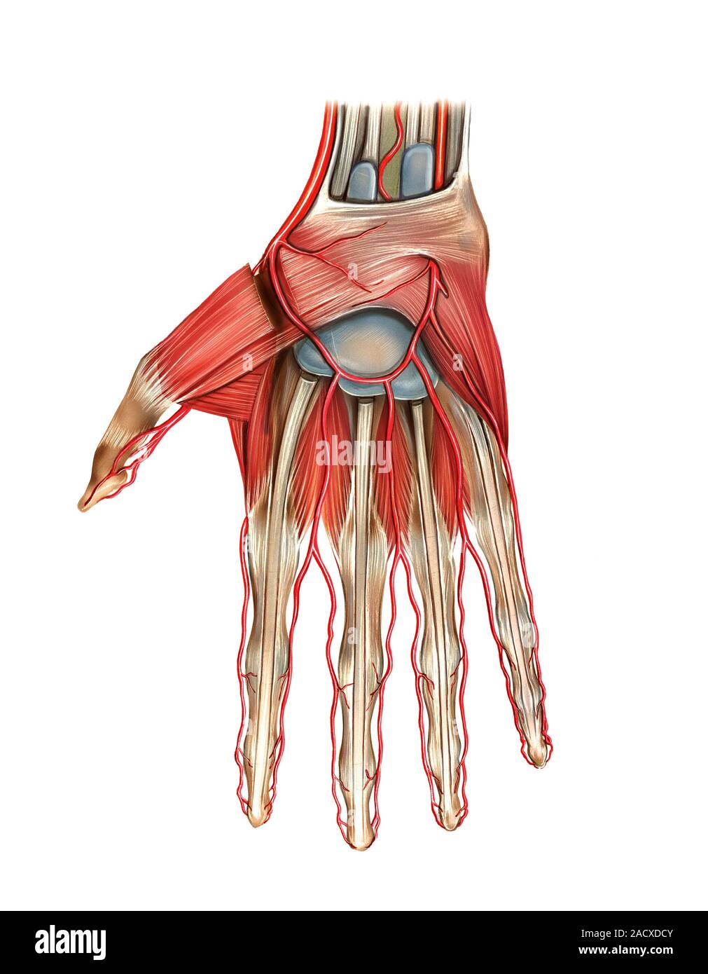 Illustration Of The Arterial System Of The Upper Limb Hand This Superficial Palmar View 0723