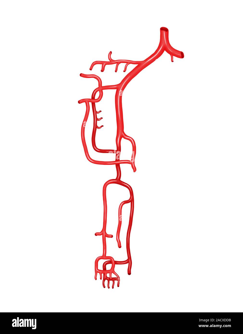 Illustration of the arterial system of the pelvic region lower limb ...