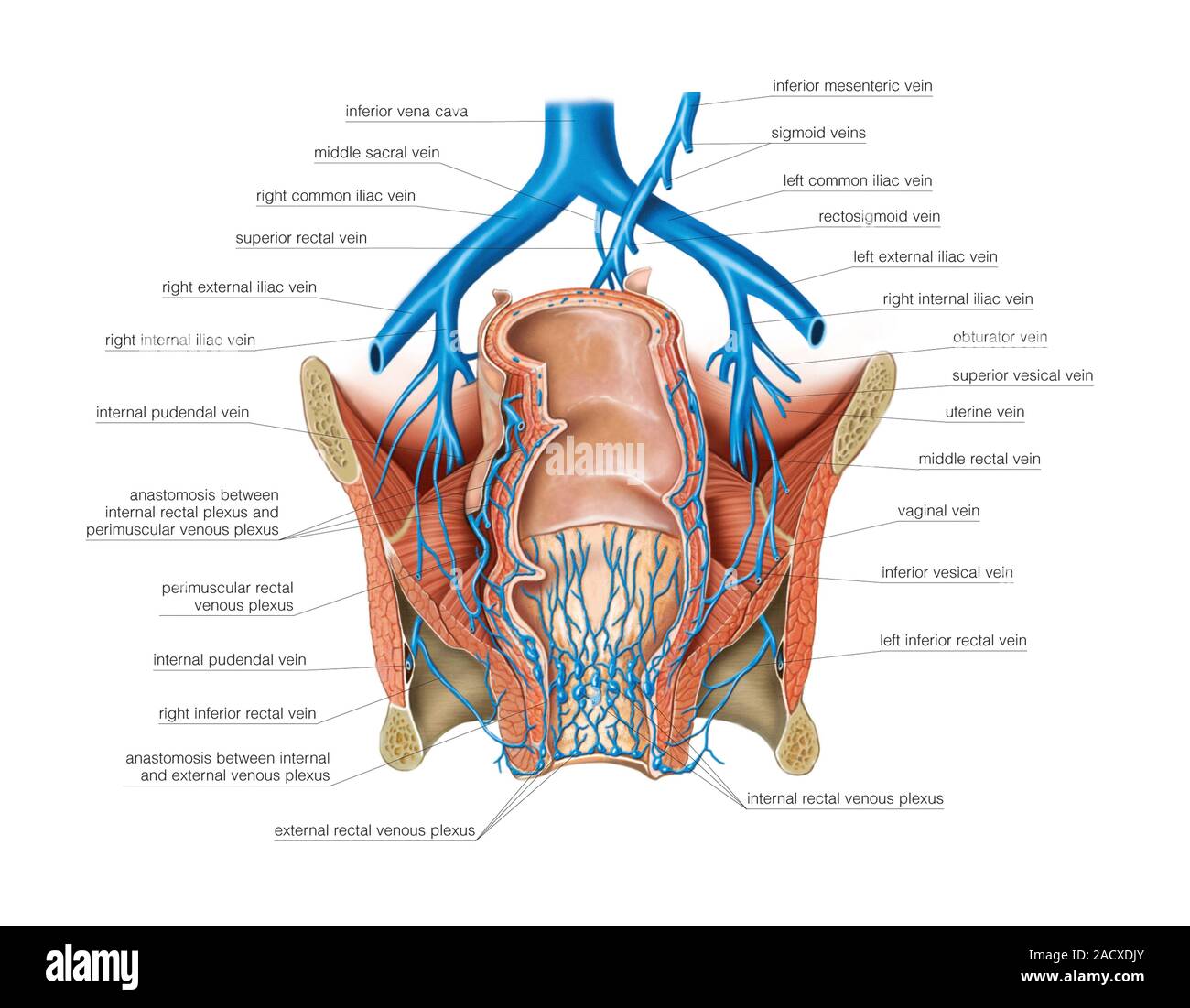 Illustration of the venous system of the female pelvis. This posterior ...