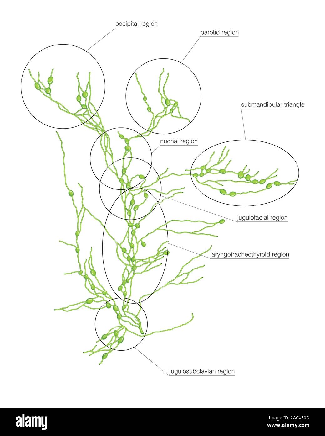 Illustration of the lymphoid system of the neck. This anterior view ...