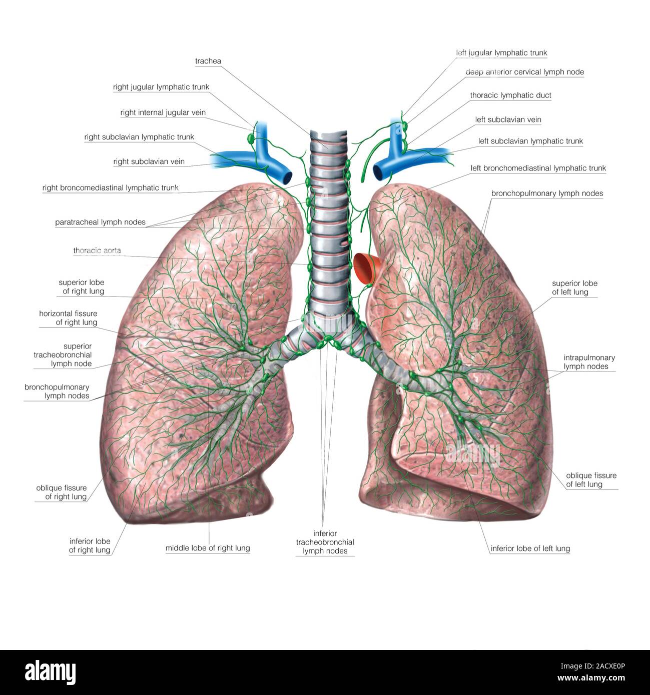 Illustration of the Lymphoid system of the trachea and bronchial tree