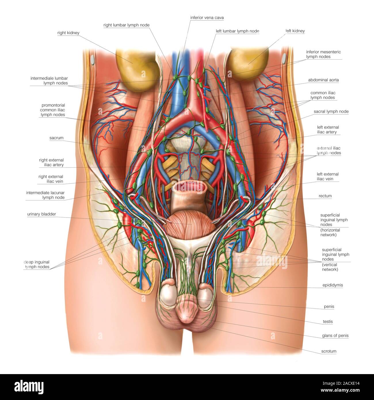 Анатомия человека внутренние органы женщины