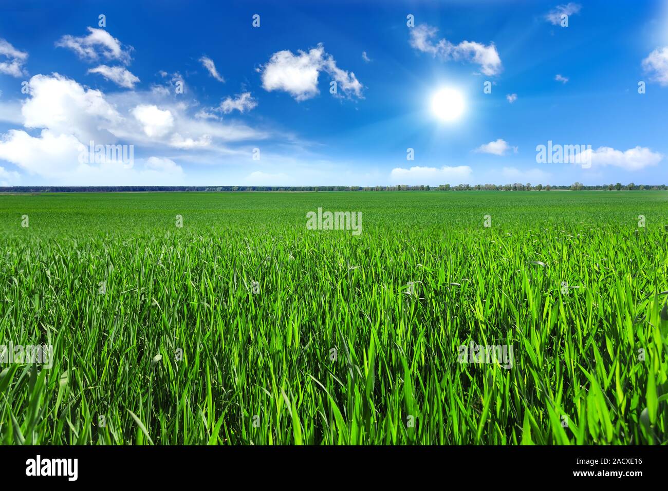Green agri field hi-res stock photography and images - Alamy