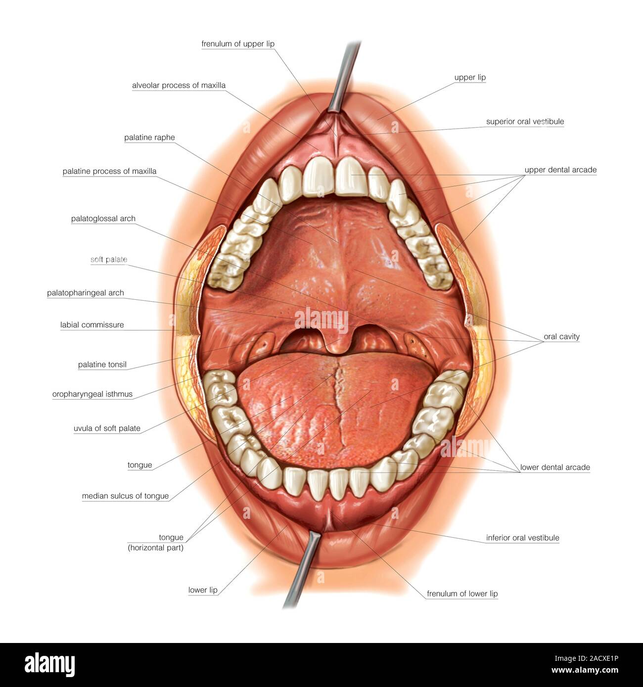 Oral Cavity Anatomy Model