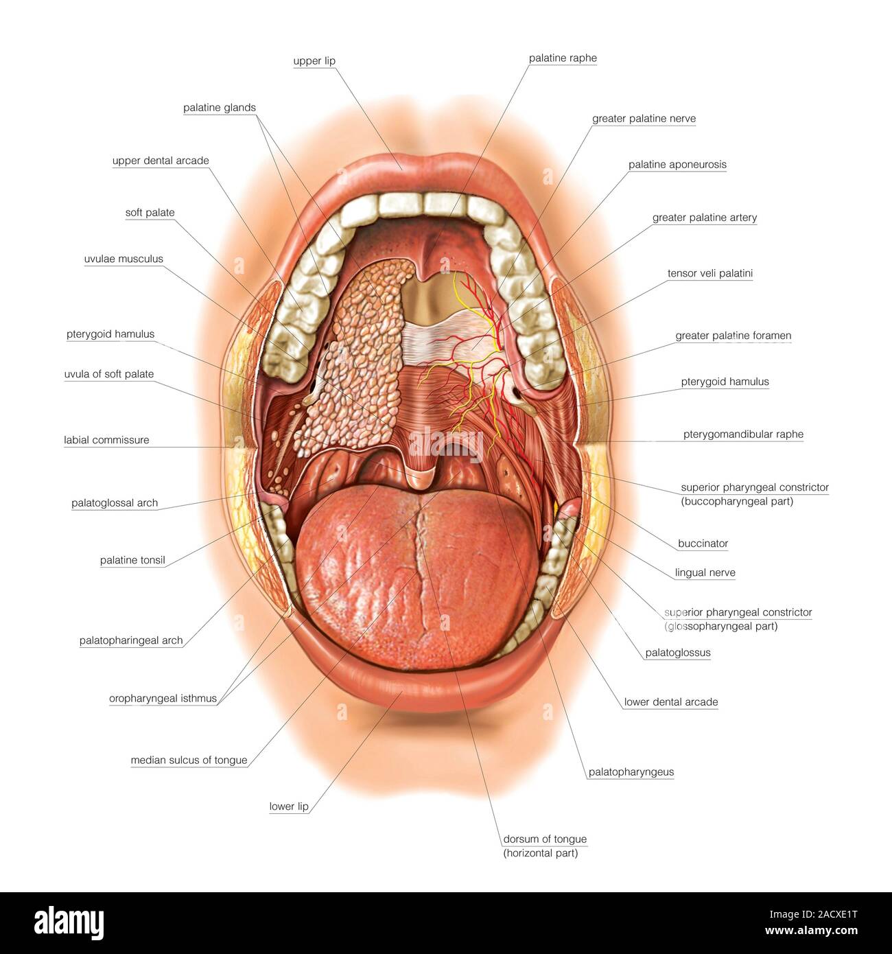 Нижняя часть рта. Ротовая полость анатомия. Строение полости рта человека.