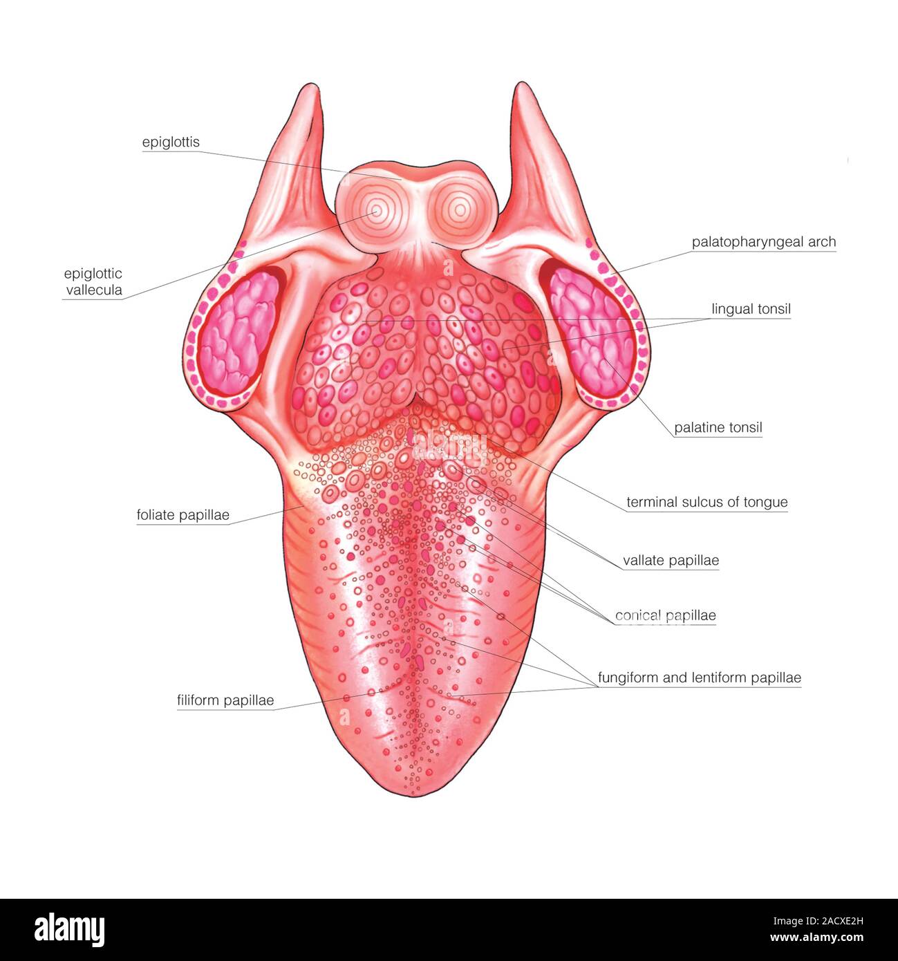Tongue Tickler