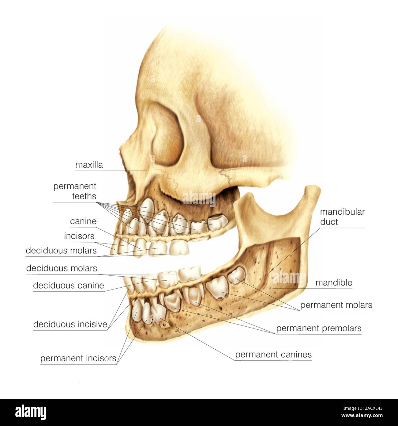 Teeth Toes Illustration of teeth of child of 5 years old approximate. This view ...
