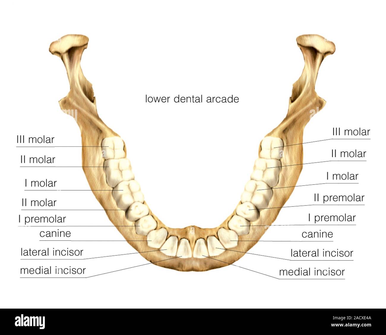 Illustration of dental formula, lower dental arcade. This view labelled