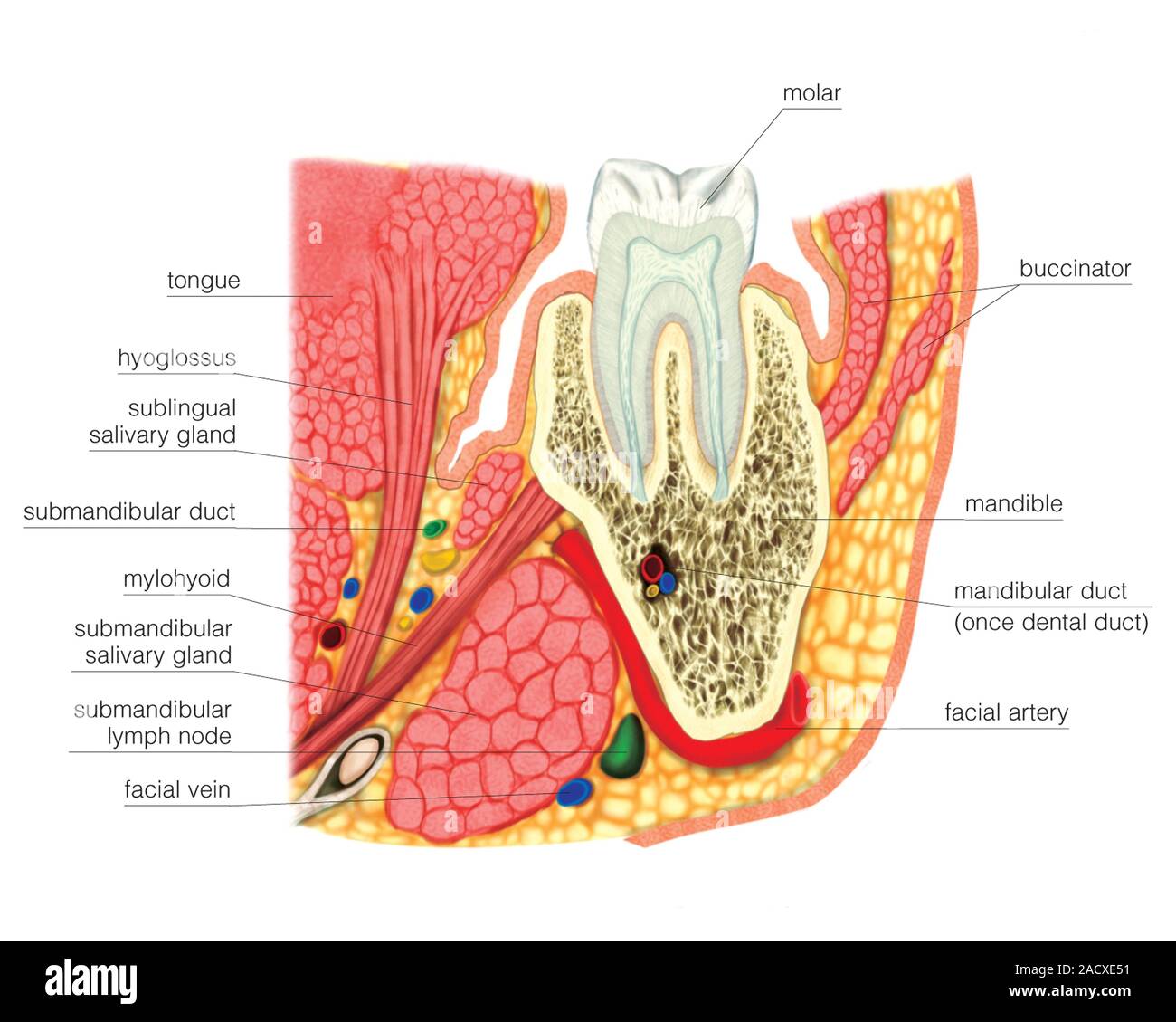 Illustration of the structure of a molar and attached structures. This ...
