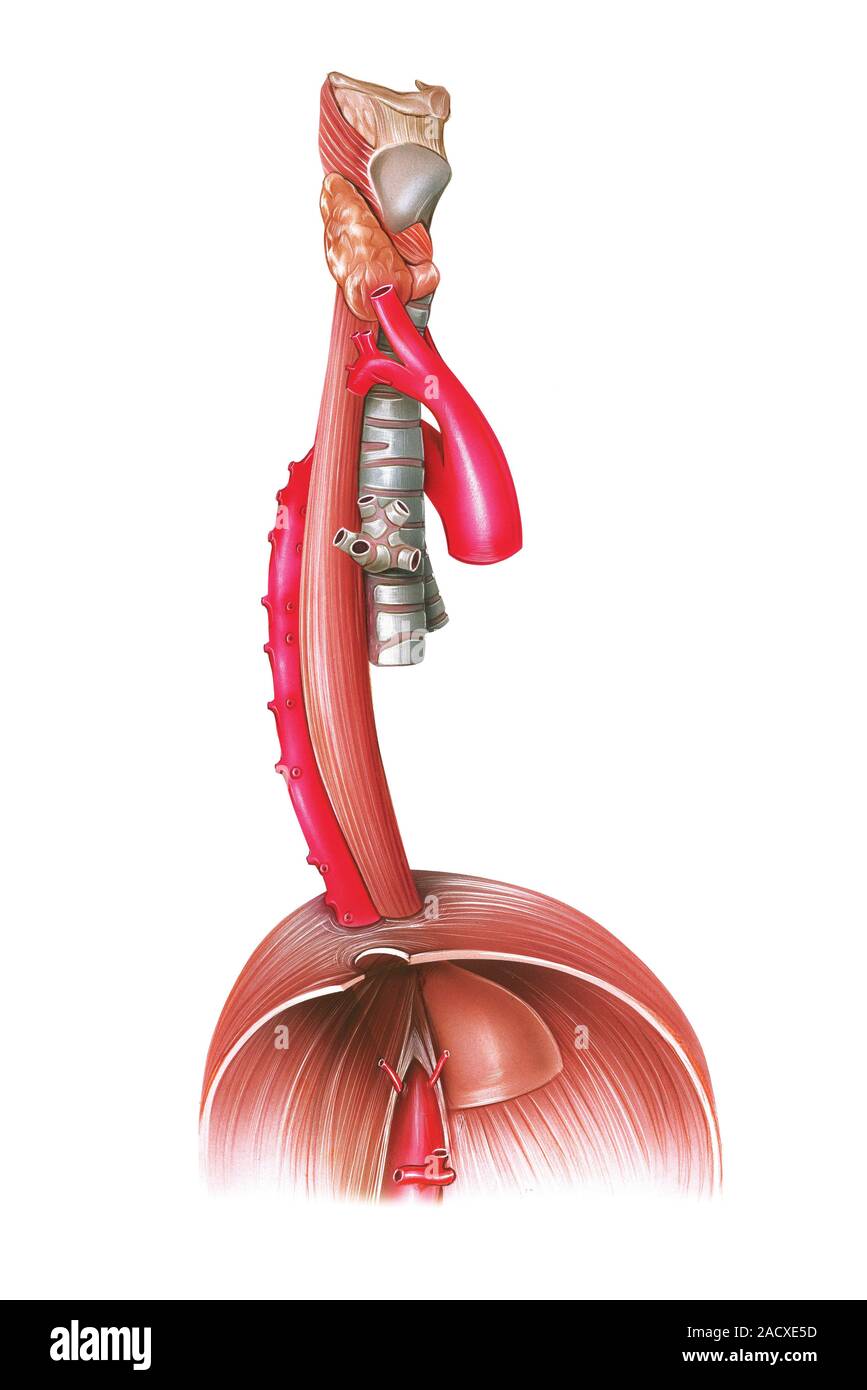 Illustration of the oesophagus and main relations. This lateral view ...