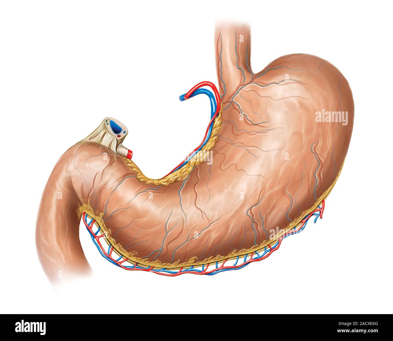 Illustration of the Stomach, vascularization and relations. This