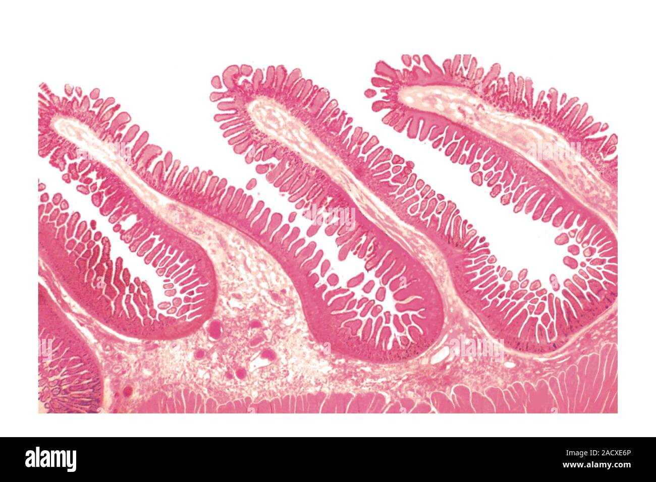 Illustration of the Structure of intestinal tract, jejunum, Kerckring