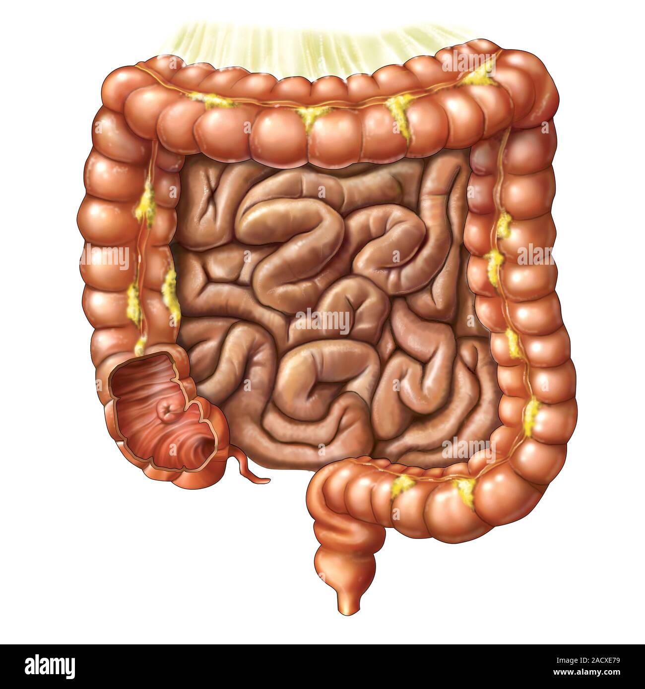Тонкая кишка биология. Тонкий и толстый кишечник. Тонкий кишечник анатомия.