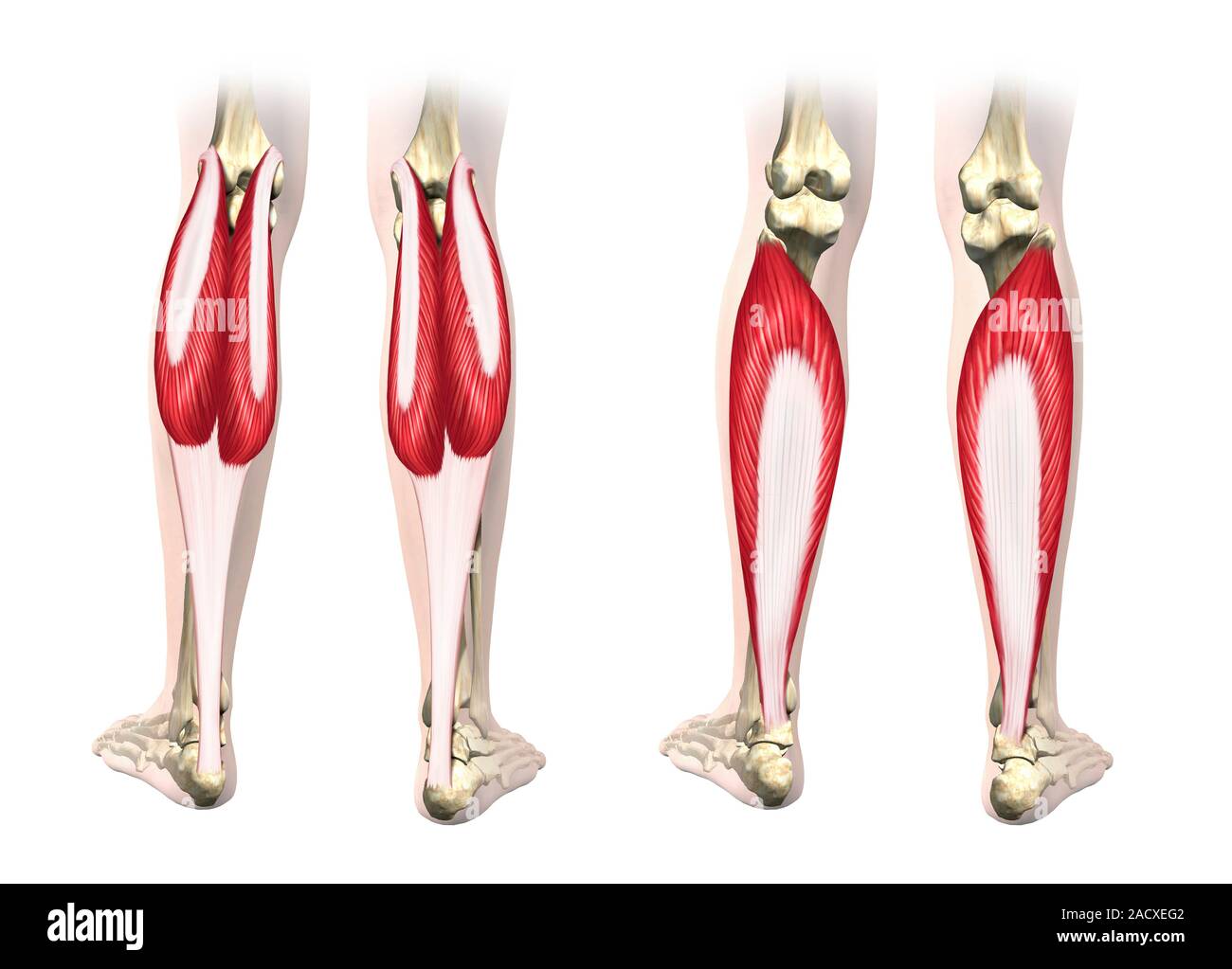 Calf muscles. Artwork showing the muscles of the posterior lower leg. At left are the