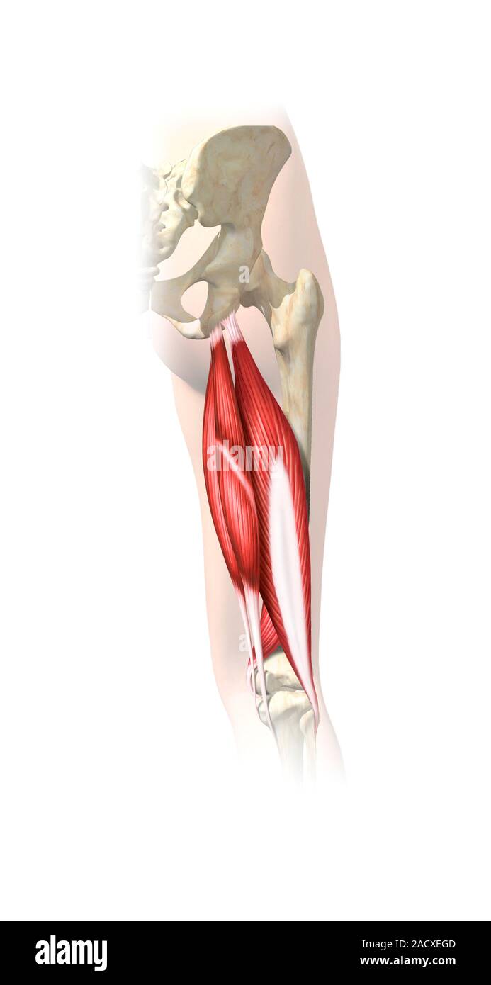 Hamstrings. Artwork showing some of the muscles of the back of the ...