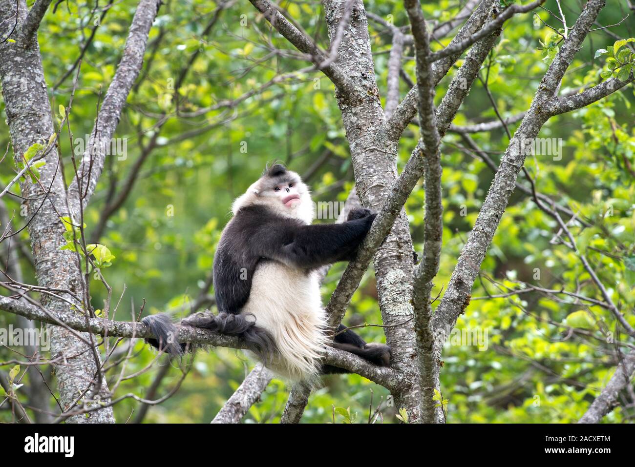The Yunnan snub-nosed monkey (Rhinopithecus bieti) is also known as the ...