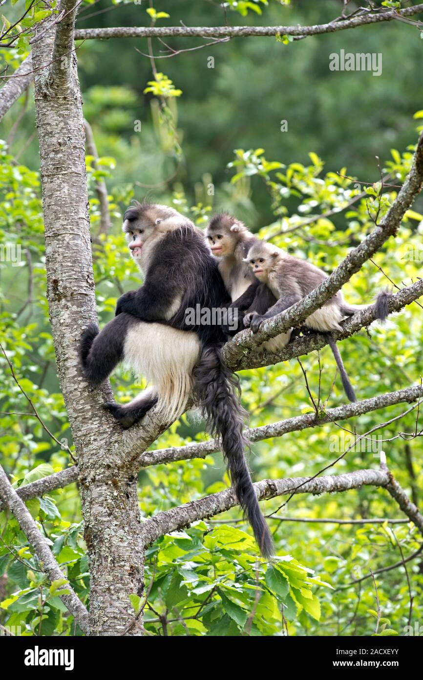 The Yunnan snub-nosed monkey (Rhinopithecus bieti) is also known as the ...