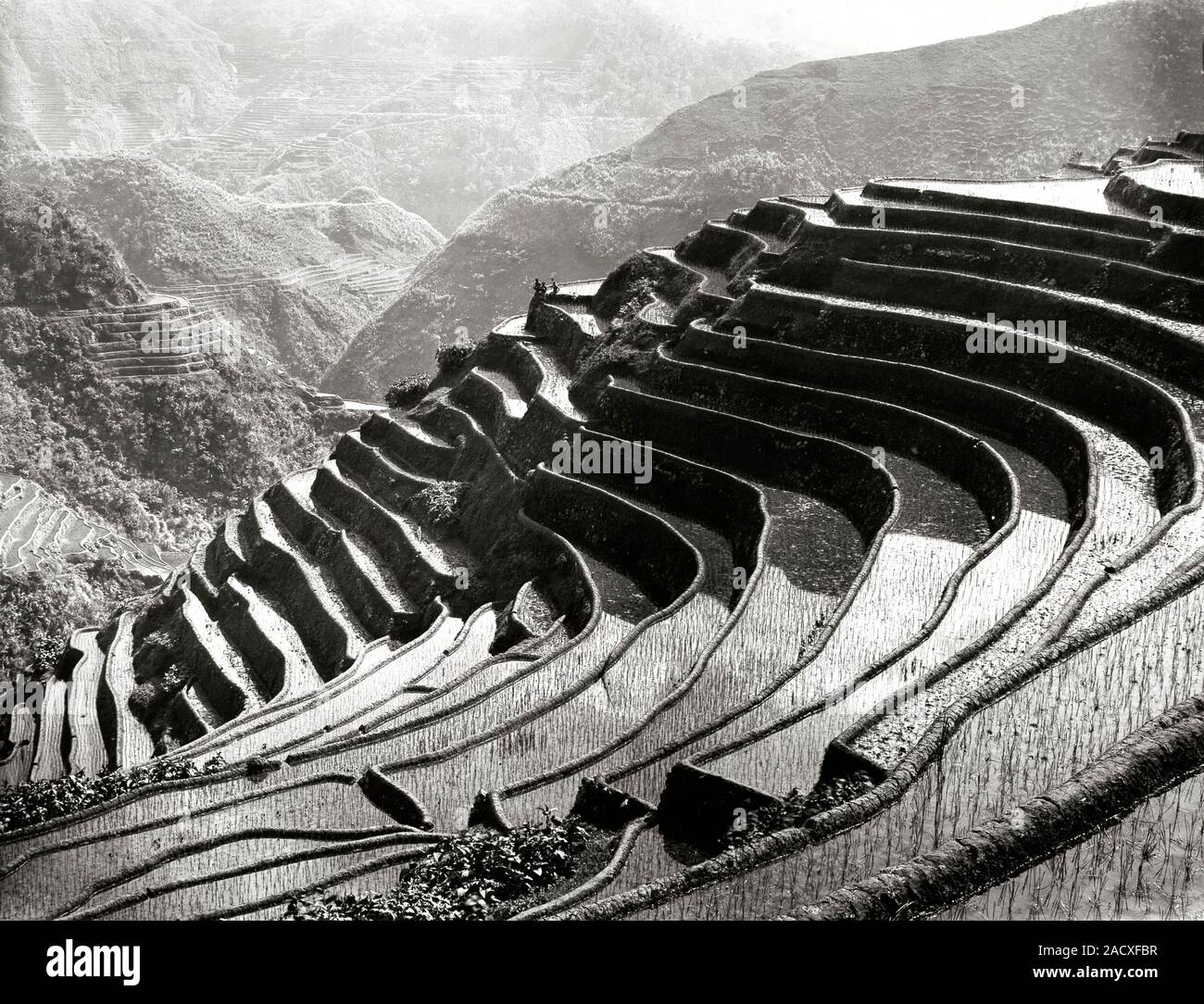 Rice terracing carried out by the Igorot people of the Philippines ...