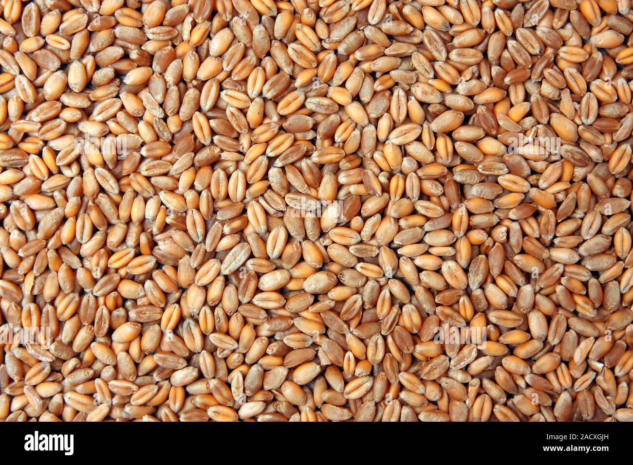 wheat seed Stock Photo