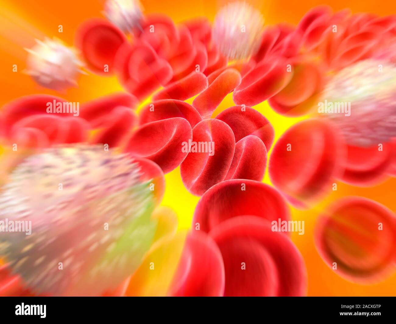 Blood cells, computer artwork. Red blood cells (red), or erythrocytes ...