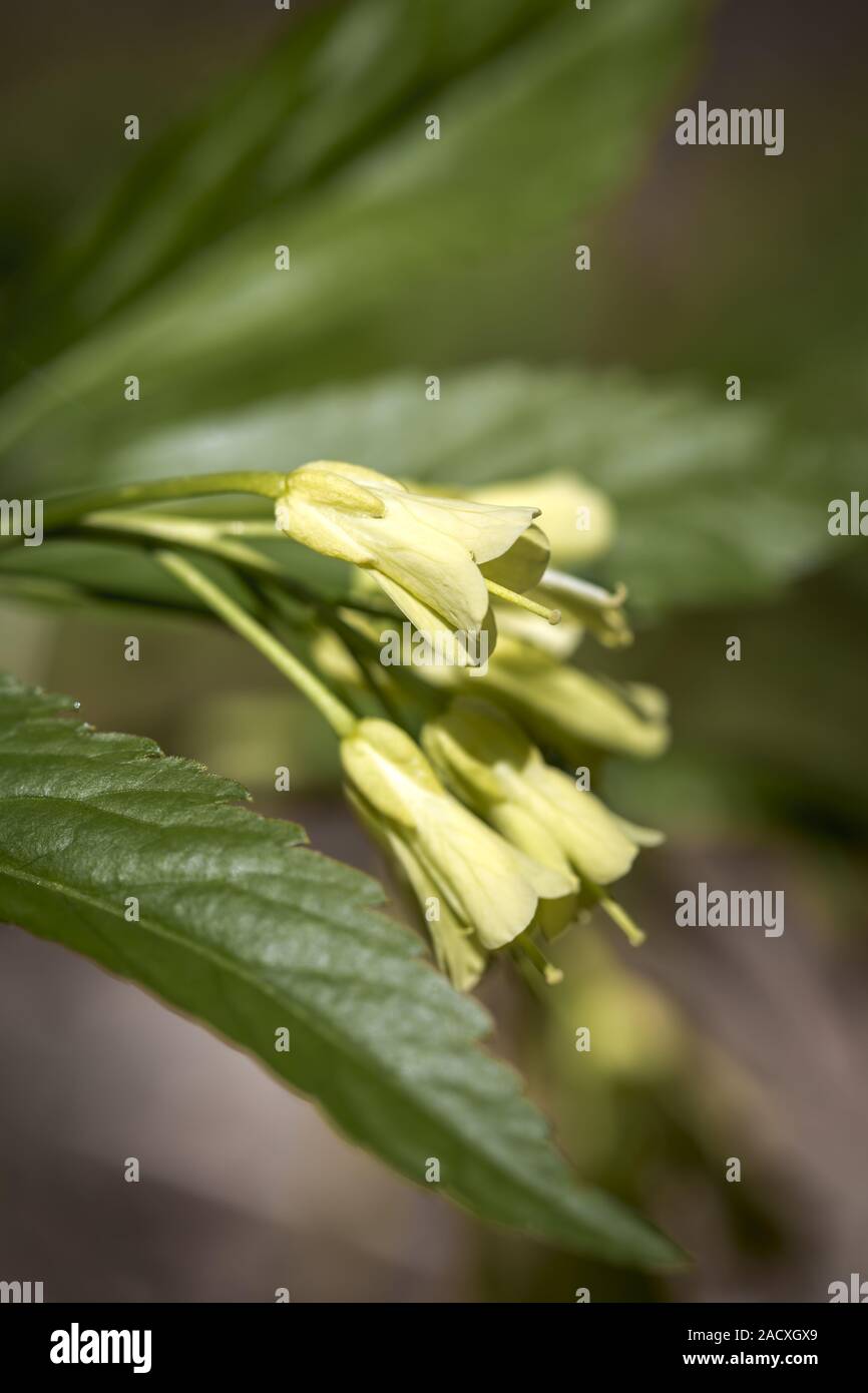Nine-leaf tooth root in forest, macro Stock Photo