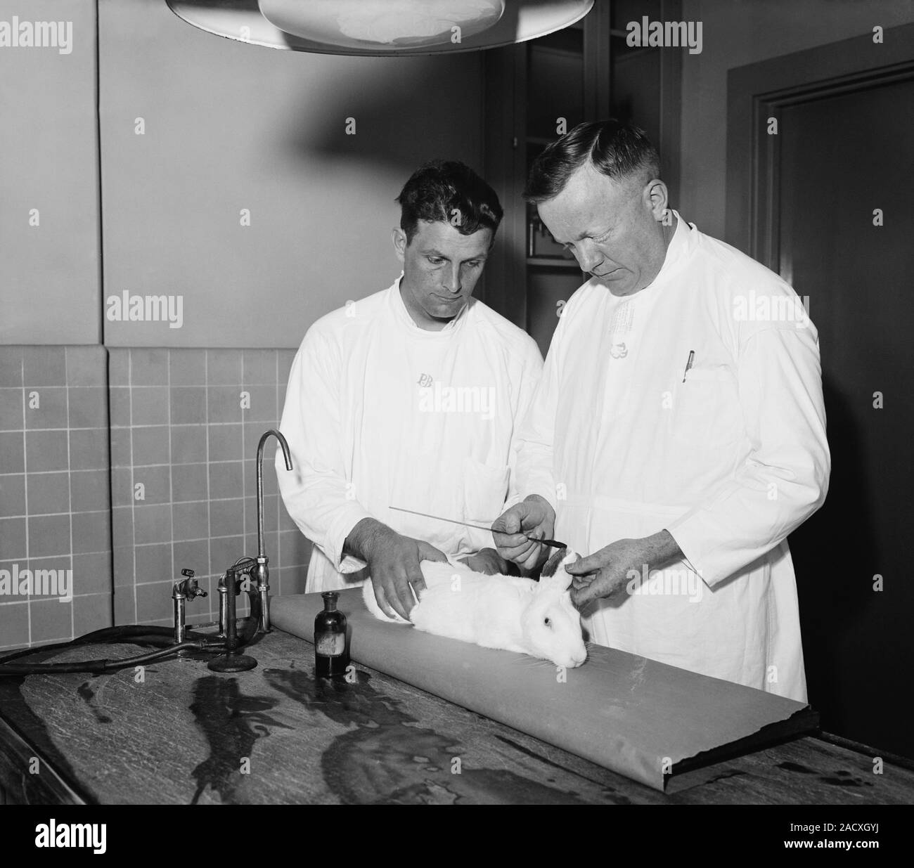 Dr. Charles Armstrong (1886-1967), surgeon and virologist, experiments ...
