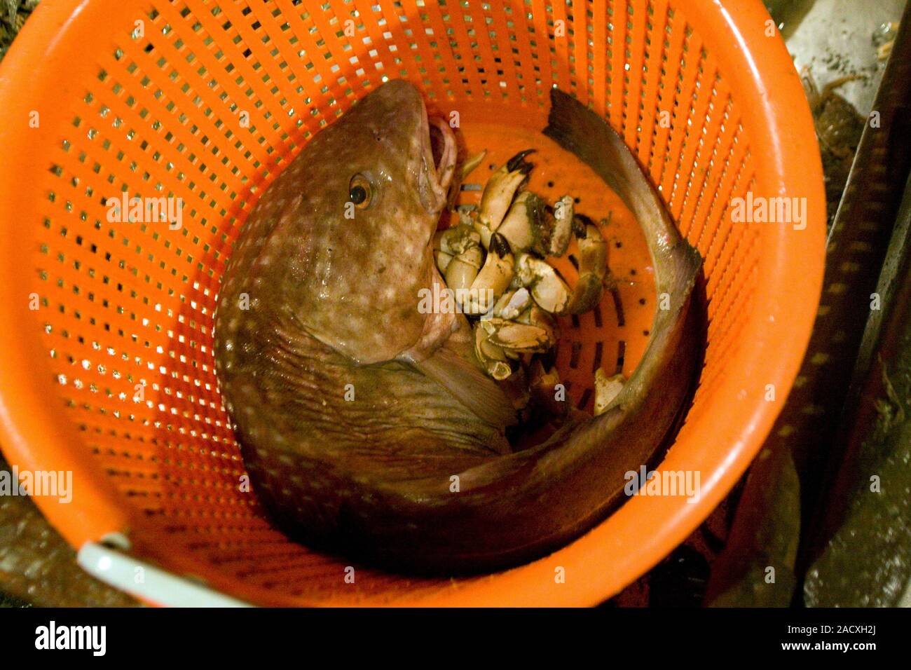 Cod fish in a basket with crab claws. Photographed on a night trawler  fishing off the coast of Honfleur, France Stock Photo - Alamy