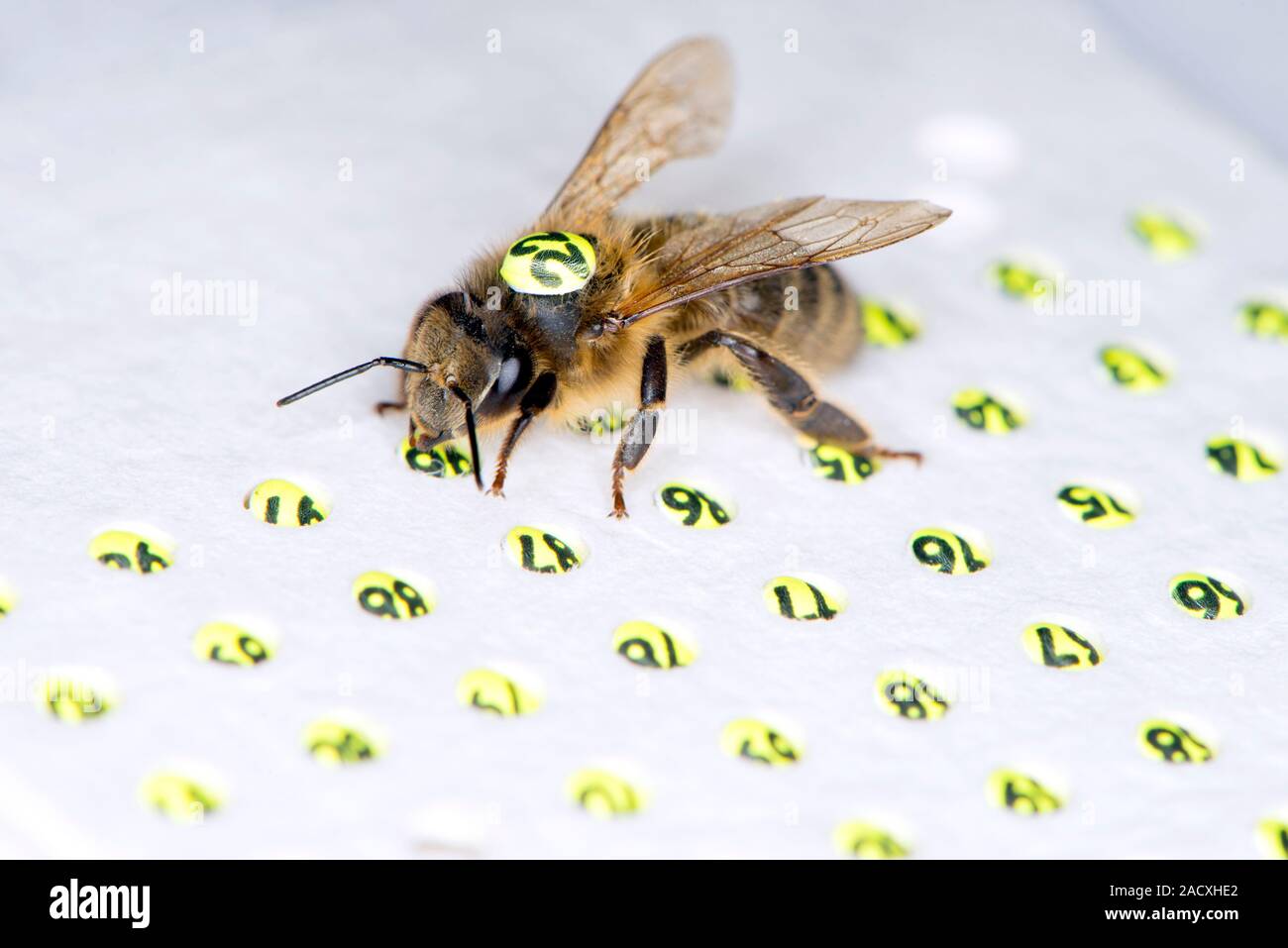 Tagging Insects Honeybee radar tagging. Worker honeybee (Apis mellifera) marked with a ...