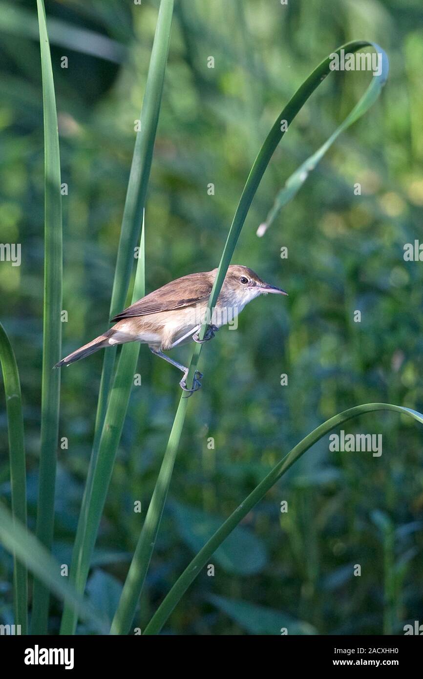 Clamorous Reed-warbler (Acrocephalus stentoreus Stock Photo - Alamy