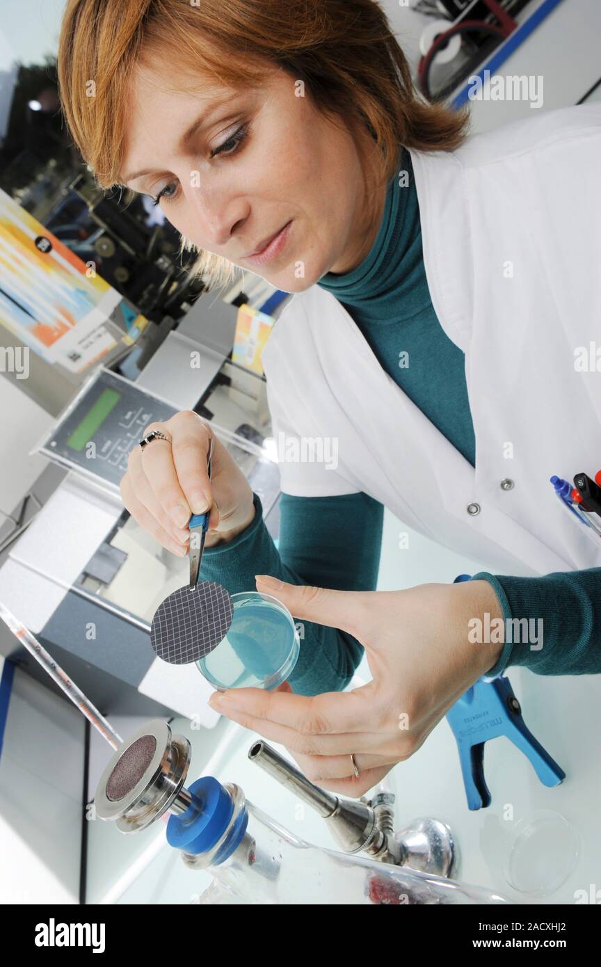 Researcher placing a membrane in a petri dish of agar jelly in