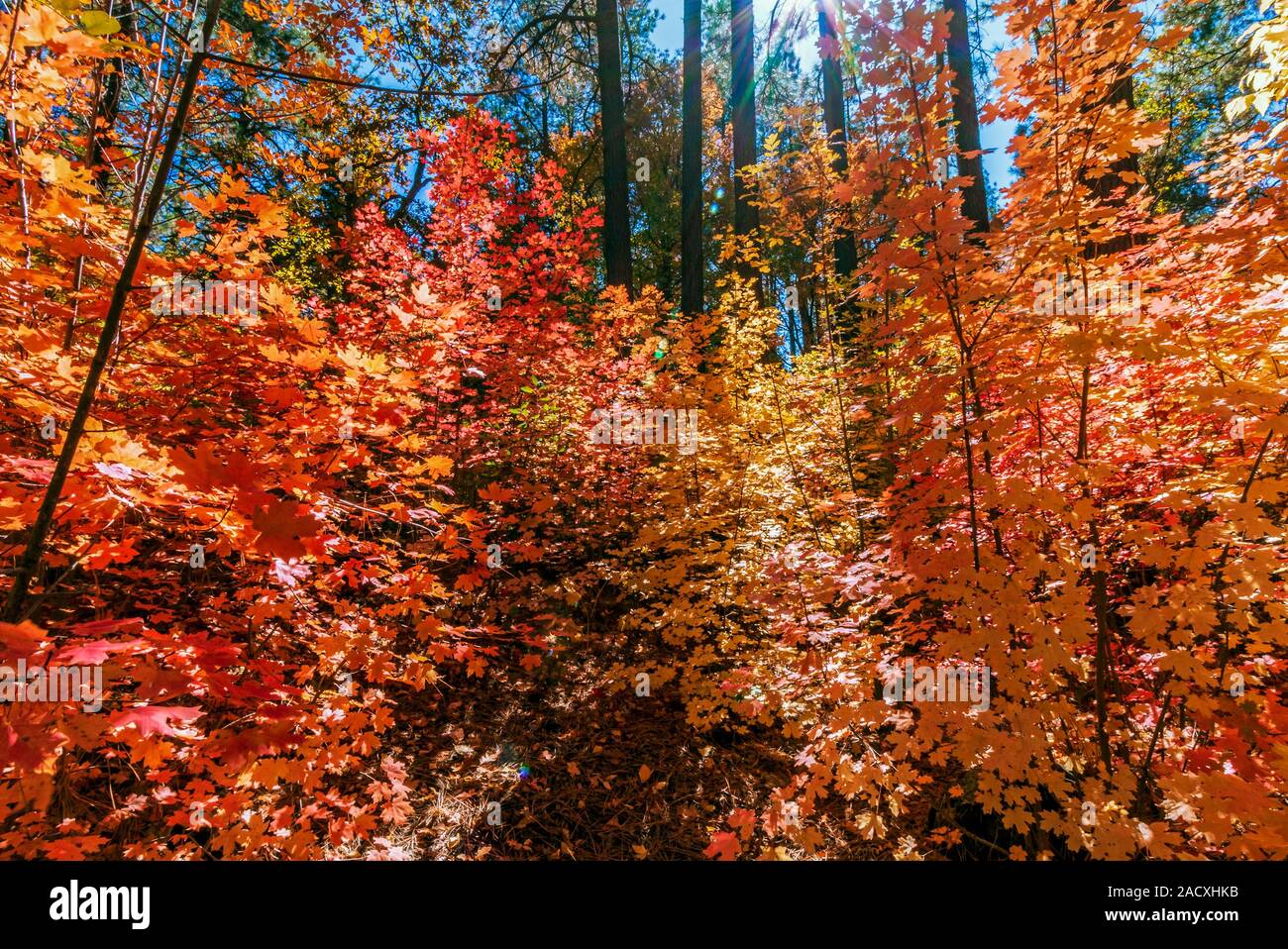 Vibrabt Fall Foliage Color In Oak Creek Canyon Sedona Arizona 2019 Stock Photo