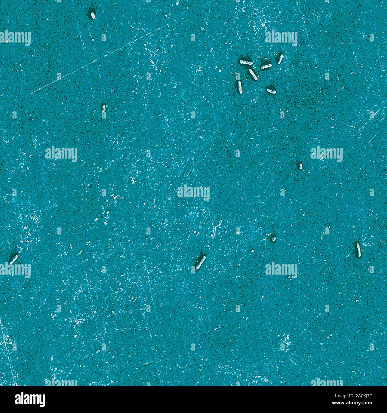 Electropolished stainless steel, coloured scanning electron micrograph