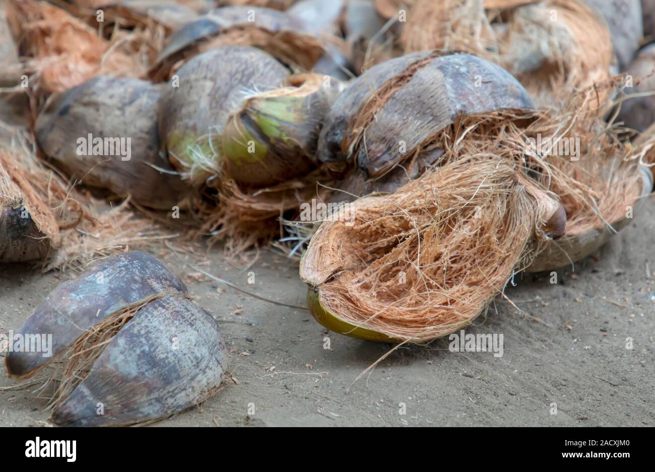 Coconut husk / Coir is the fibrous husk and pithy dust that makes up